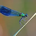 Blauflügel Prachtlibelle © Michael Berger