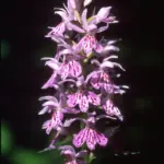 Geflecktes Knabenkraut © Peter Ruether