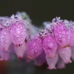 Glockenheide © Hans Glader