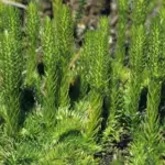 Keulenbärlapp © Manfred Nieveler