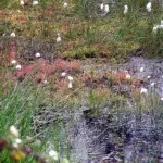 Krämersgrund - Wollgras, Sonnentau, Torfmoose © Dr. Ursula Mothes-Wagner