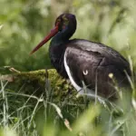 Schwarzstorch © Jens Schumann