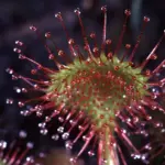 Sonnentau © Klaus Jaekel