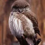 Sperlingskauz © Klaus Jaekel