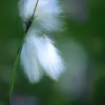 Wollgras © Rainer Hunold