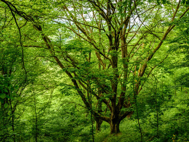 Du betrachtest gerade Der Schneitelwald als kulturhistorische Waldnutzungsform