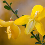 Besenginster © Manfred Nieveler