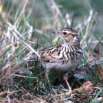 Heidelerche © Klaus Jäkel